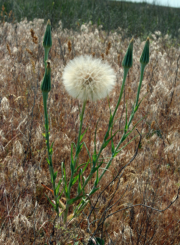 Image of Tragopogon dubius ssp. major specimen.