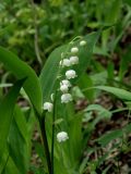 Convallaria keiskei. Цветущее растение. Приморье, окр. г. Находка, смешанный лес. 28.05.2016.