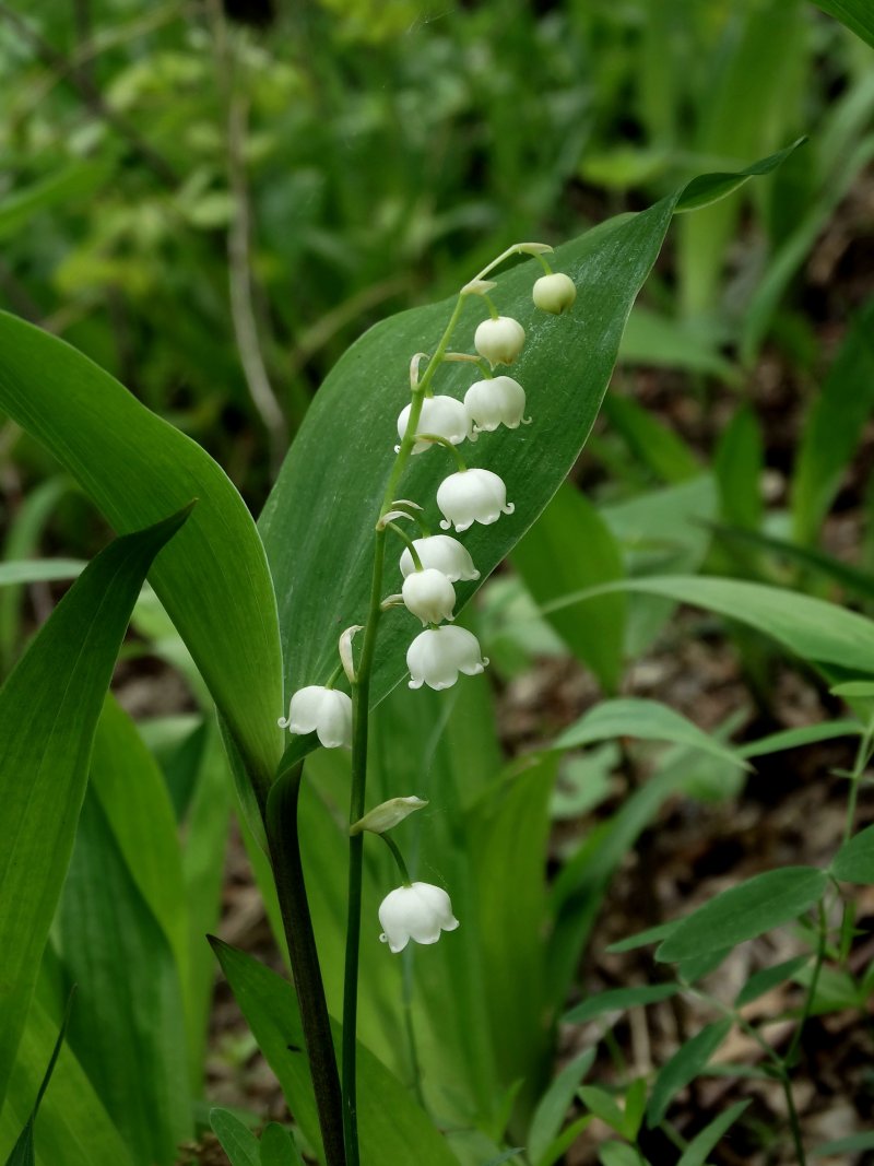 Image of Convallaria keiskei specimen.