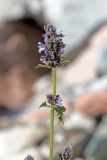 Nepeta alatavica