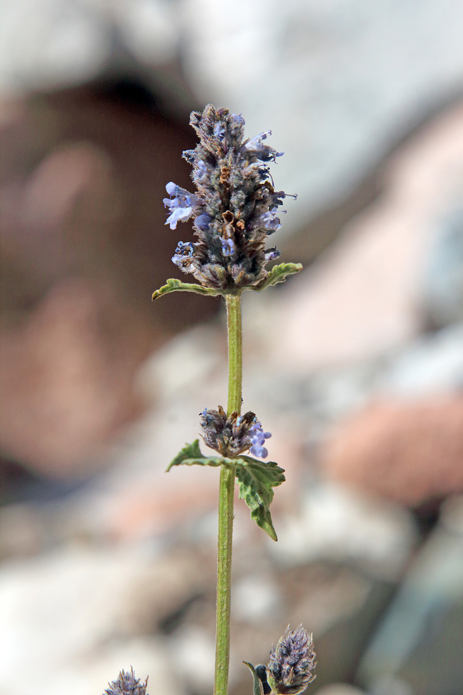 Изображение особи Nepeta alatavica.