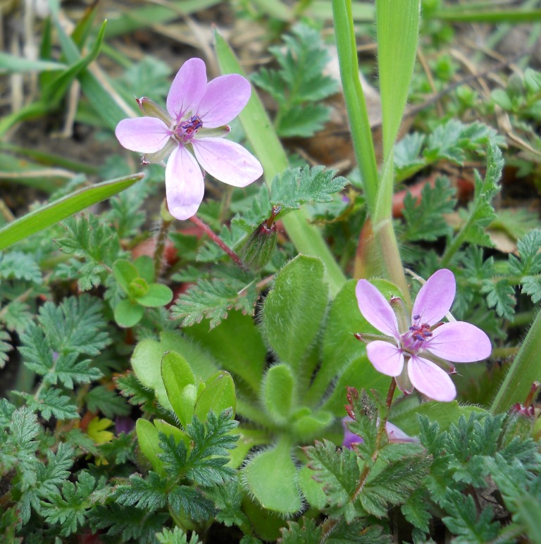 Изображение особи Erodium cicutarium.