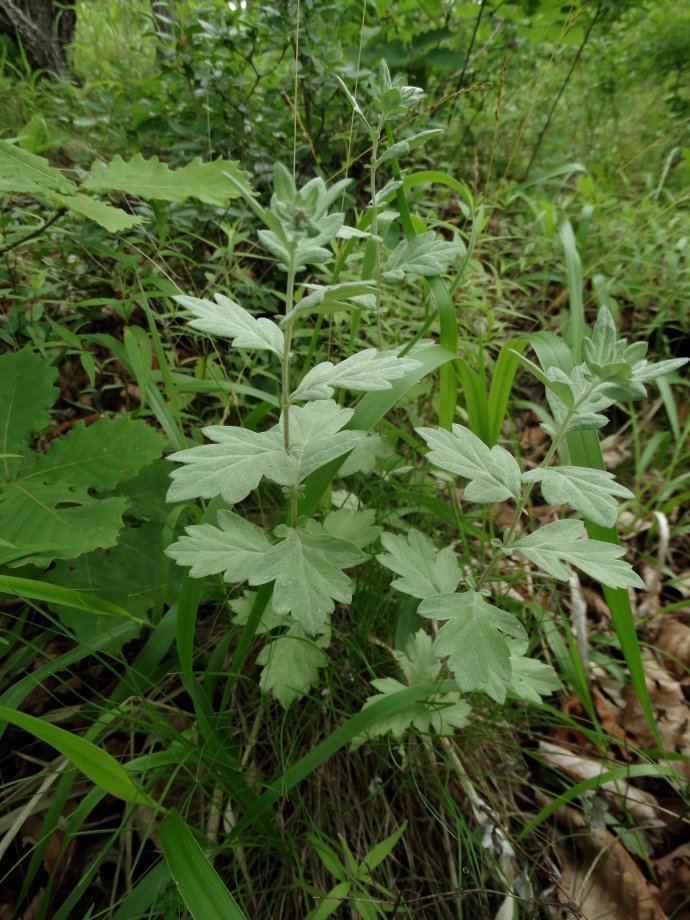 Image of Artemisia saitoana specimen.