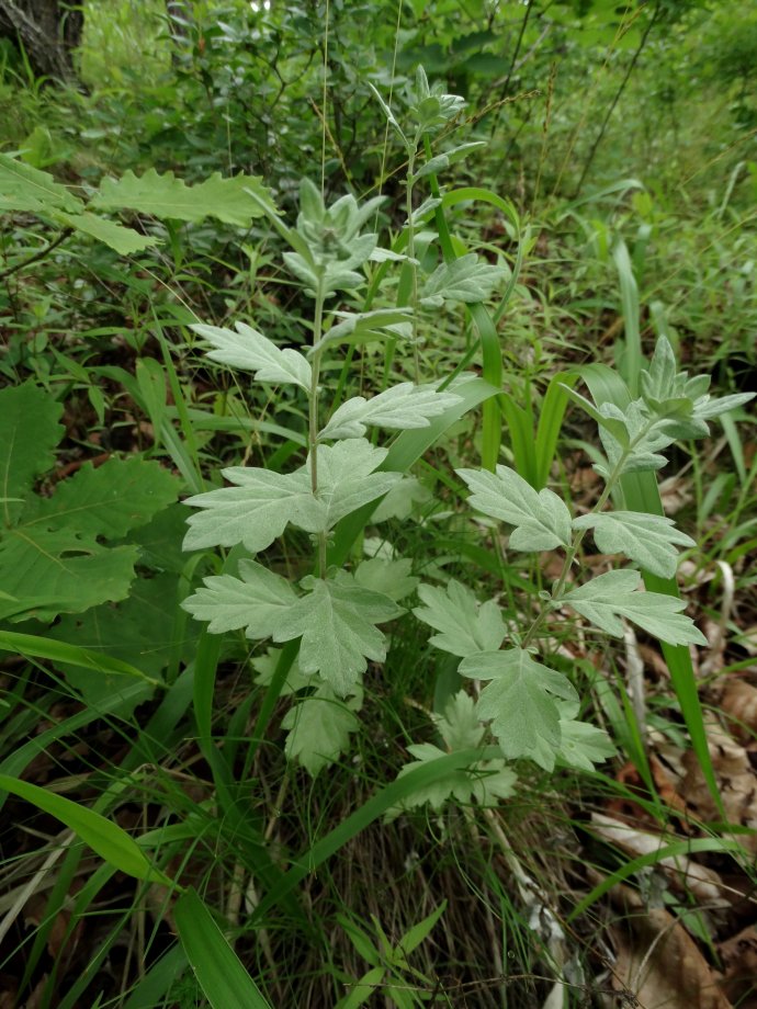 Изображение особи Artemisia saitoana.