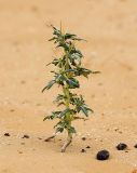 Xanthium spinosum