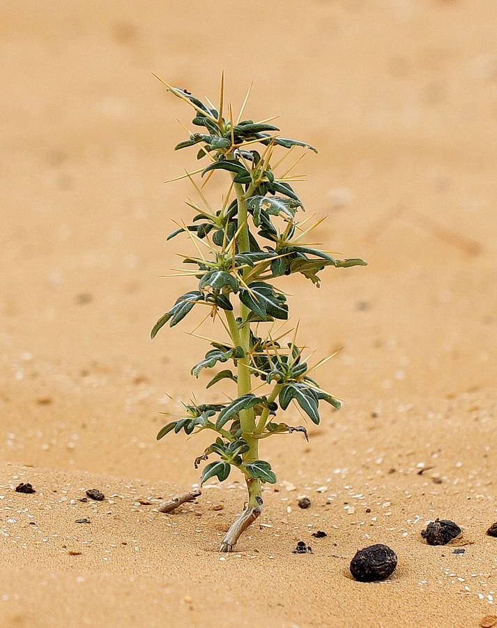 Image of Xanthium spinosum specimen.