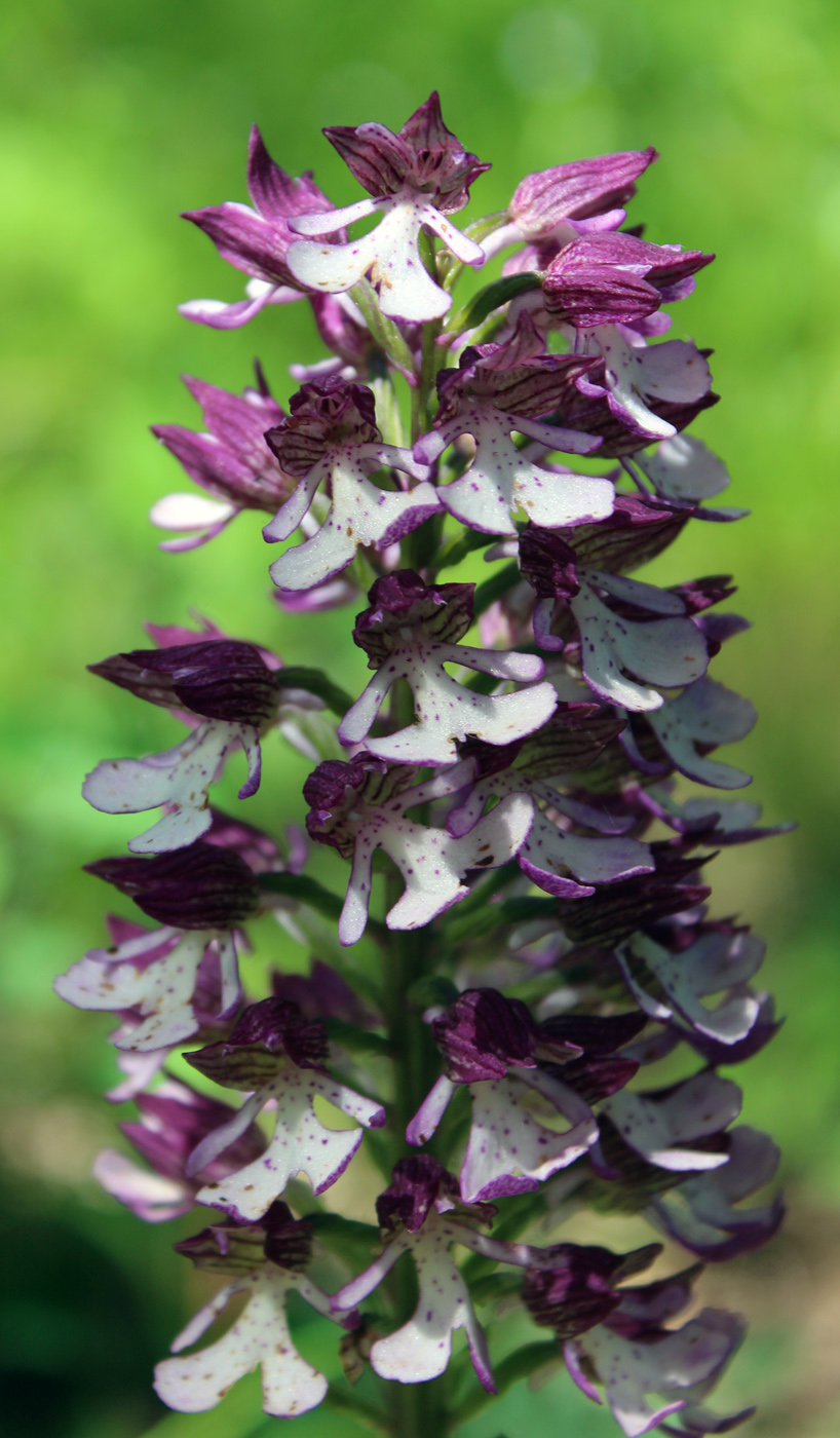 Image of Orchis purpurea ssp. caucasica specimen.