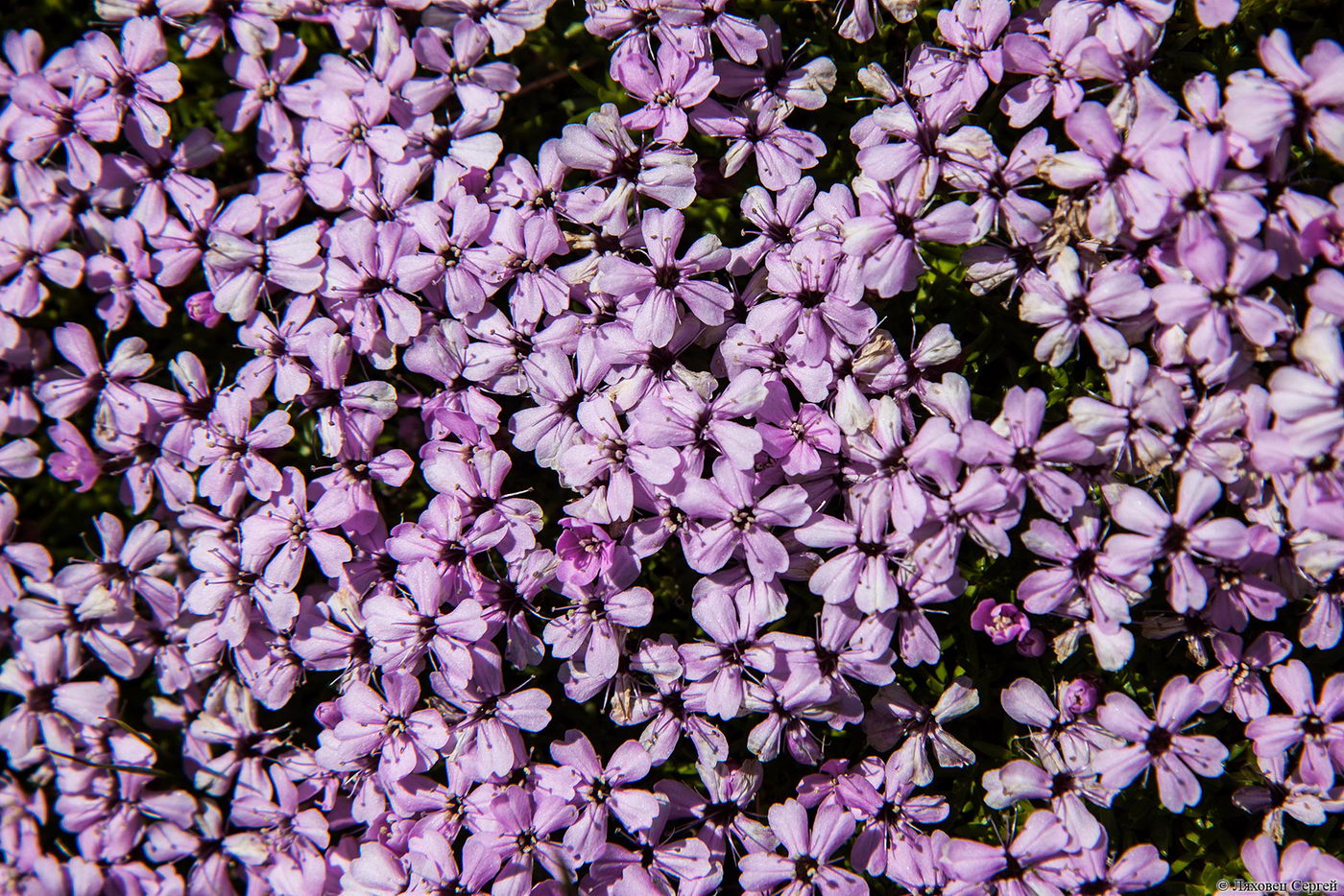 Изображение особи Silene acaulis.