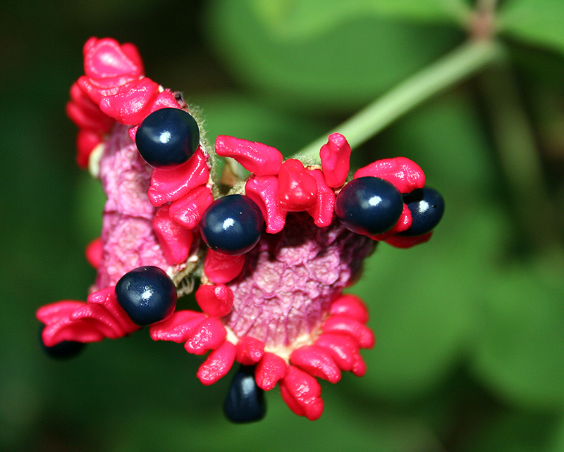 Image of Paeonia daurica specimen.