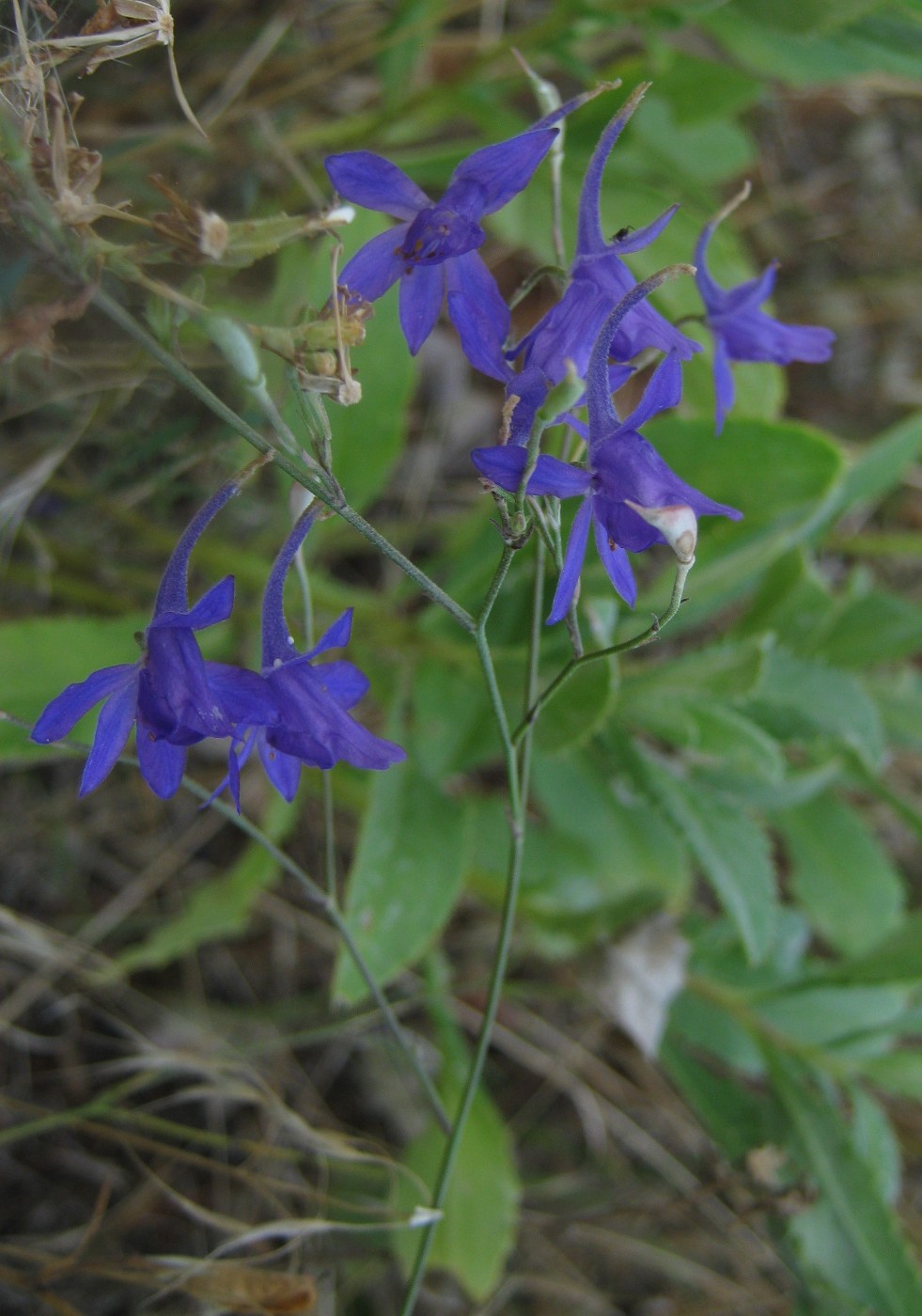 Image of Delphinium consolida specimen.