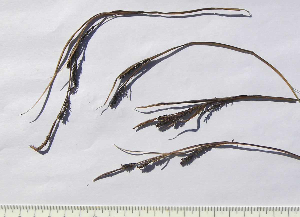 Image of Carex kotschyana specimen.