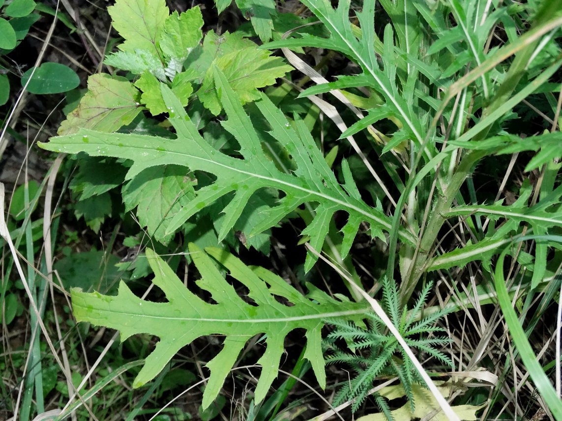 Изображение особи Cirsium pendulum.