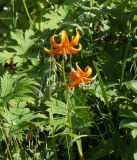 Lilium debile