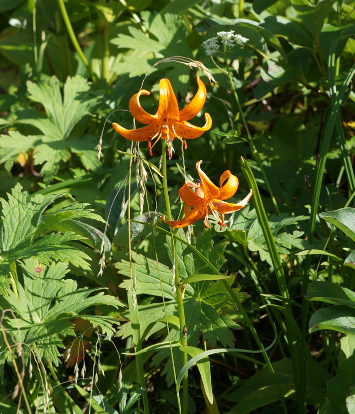 Изображение особи Lilium debile.