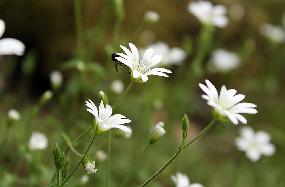 Изображение особи Cerastium uralense.