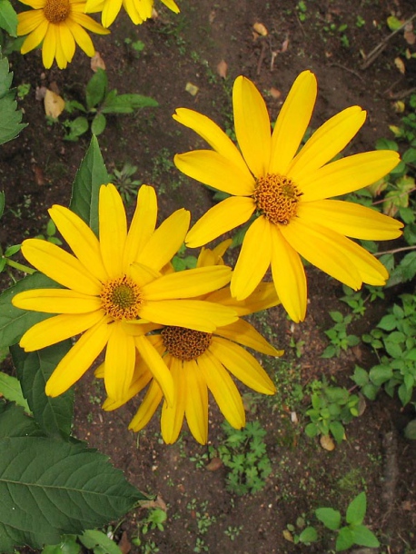 Изображение особи Heliopsis helianthoides.