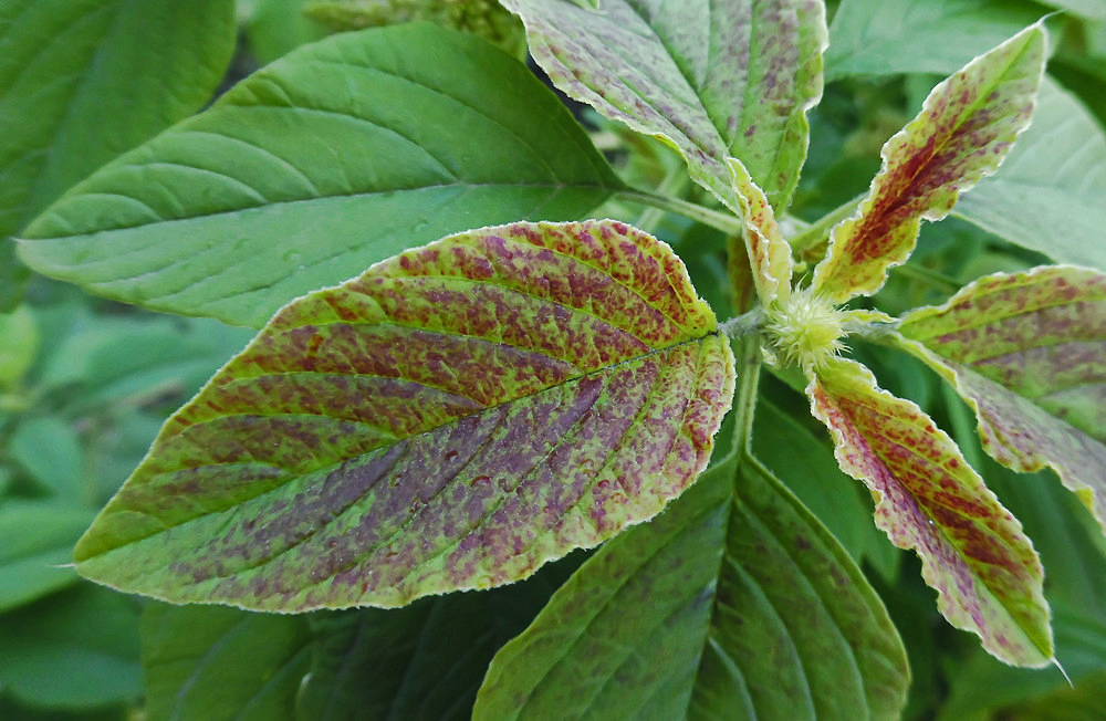 Image of Amaranthus caudatus specimen.