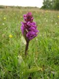 Dactylorhiza majalis