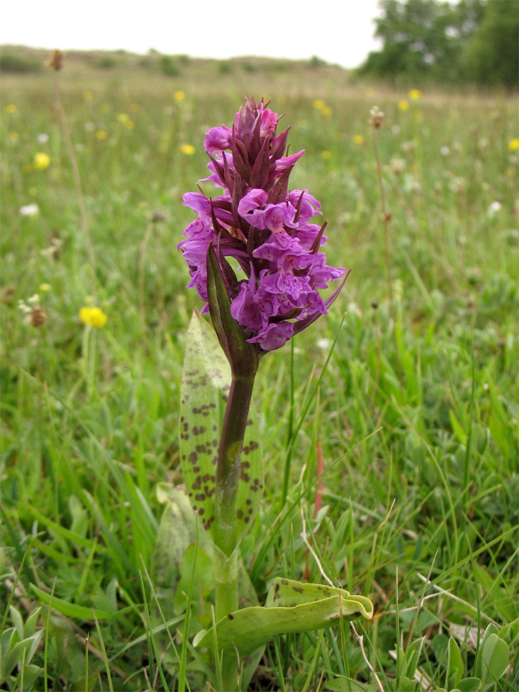 Изображение особи Dactylorhiza majalis.