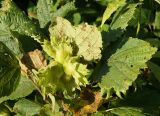 Corylus heterophylla. Побег с незрелыми плодами - орехами в плюсках. Амурская обл., Бурейский р-н, левый берег р. Бурея, в 2-3 км ниже Нижнебурейской ГЭС, под ЛЭП. 18.07.2016.