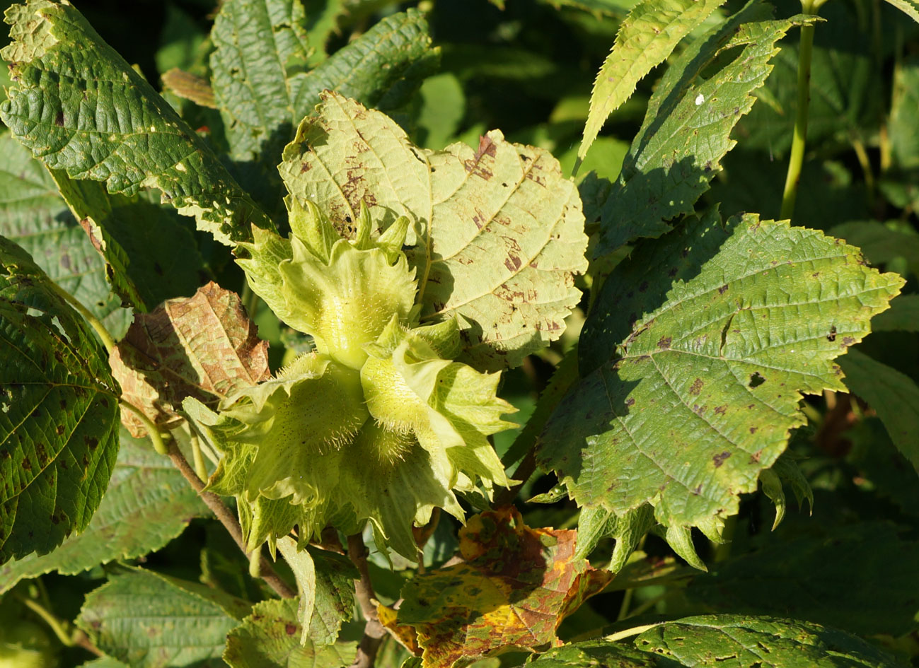 Изображение особи Corylus heterophylla.