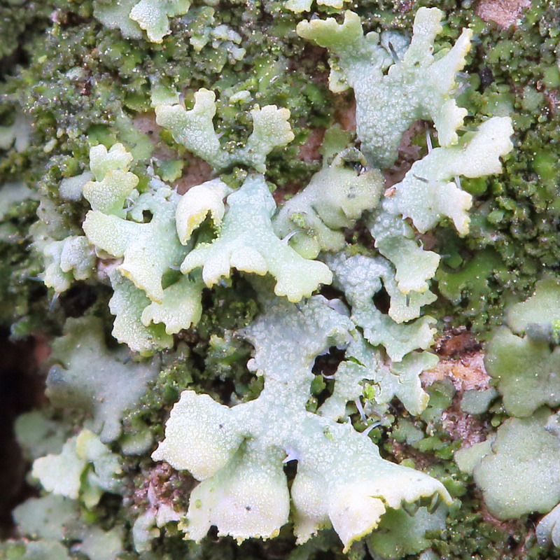 Изображение особи Physcia adscendens.