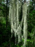 Usnea longissima