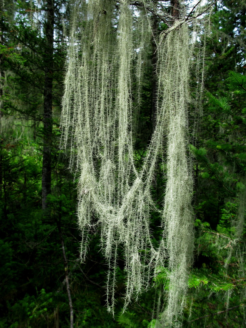 Image of Usnea longissima specimen.