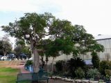 Delonix regia