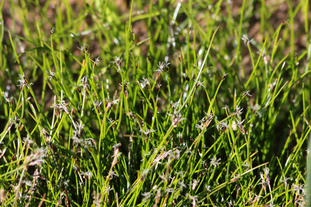 Изображение особи Eleocharis acicularis.