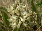 Astragalus schelichowii