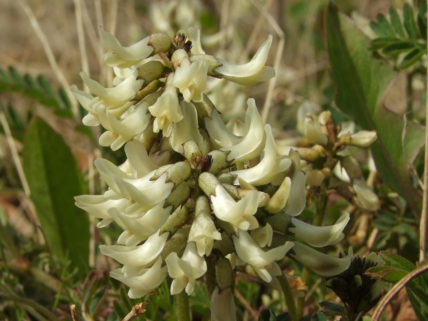 Изображение особи Astragalus schelichowii.