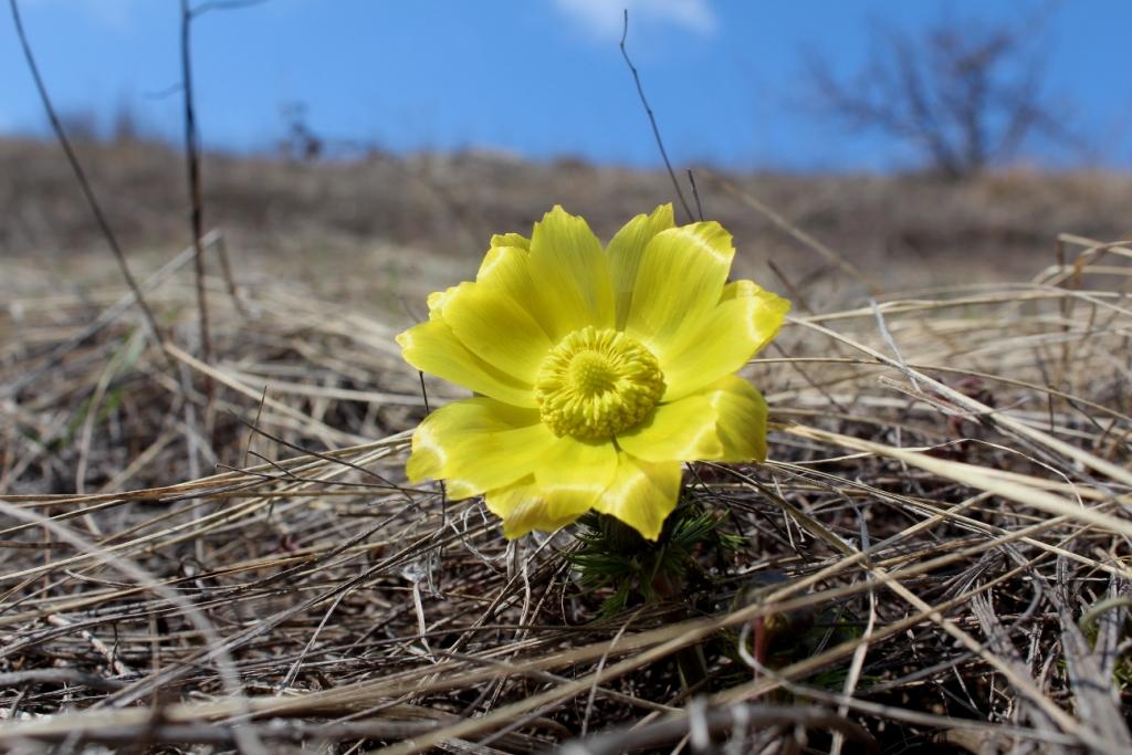 Изображение особи Adonis vernalis.