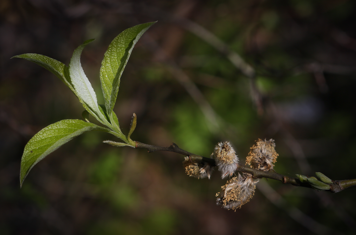 Изображение особи Salix caprea.