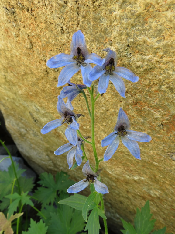 Изображение особи Delphinium mirabile.