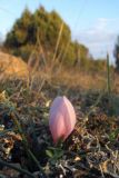 Colchicum triphyllum. Цветущее растение. Крым, Севастополь, Караньские высоты. 18.02.2017.