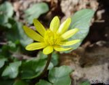 Ficaria calthifolia. Цветок. Горный Крым, 31 марта 2007 г.