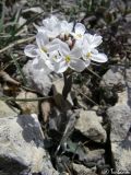 Image of taxon representative. Author is Илья Турбанов