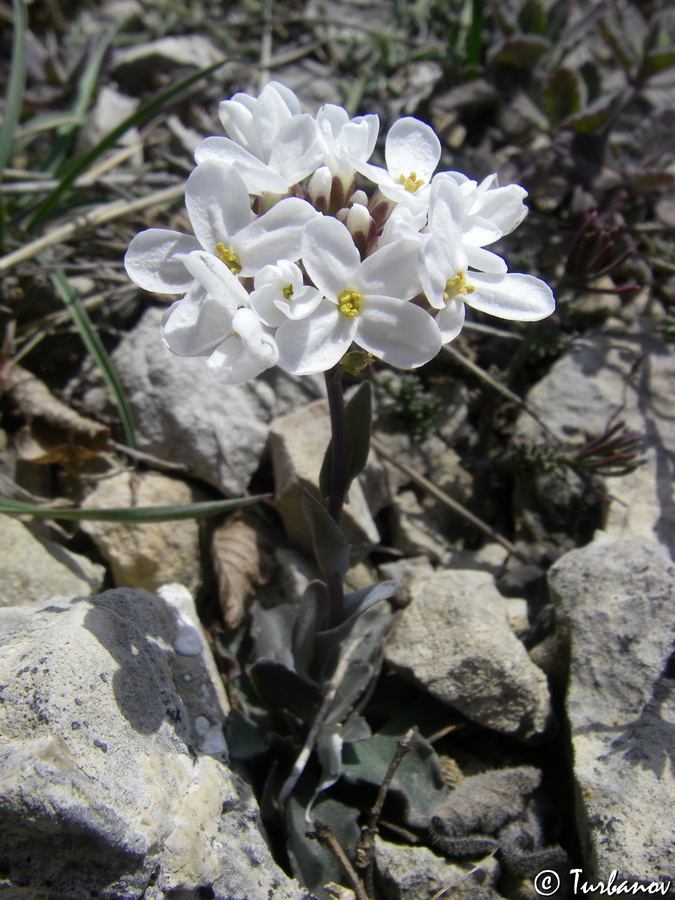 Image of Noccaea macrantha specimen.