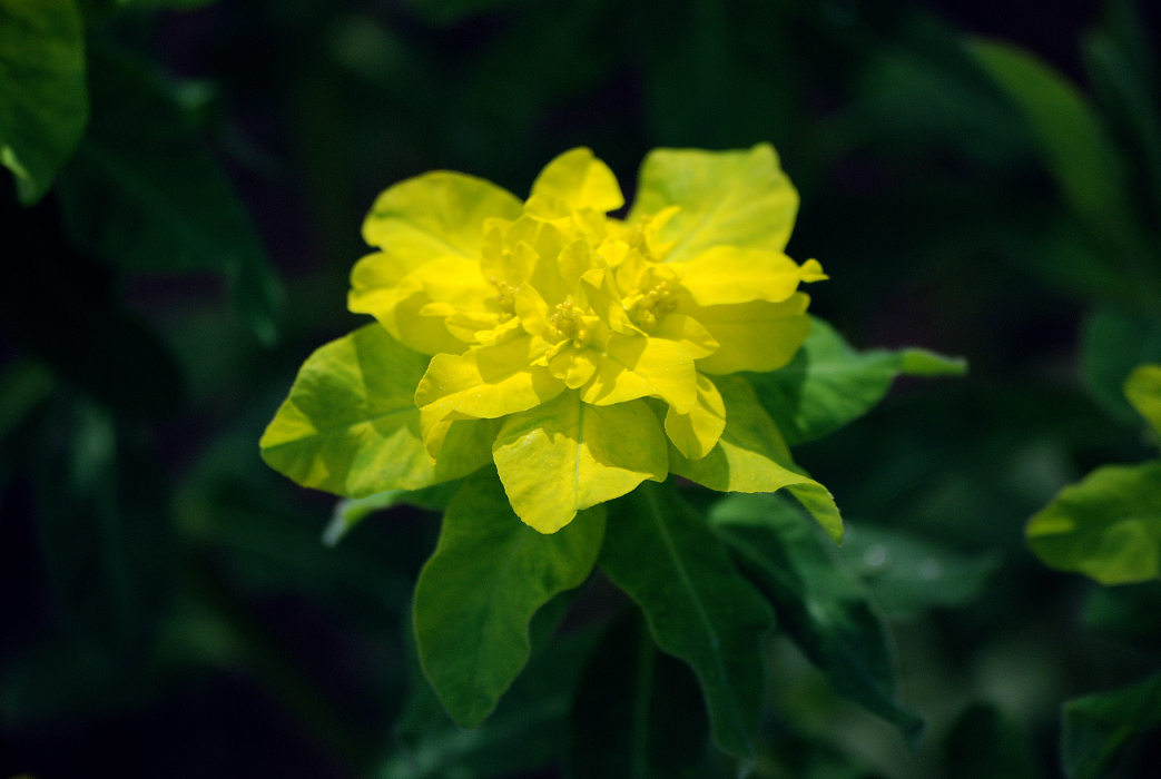 Изображение особи Euphorbia pilosa.