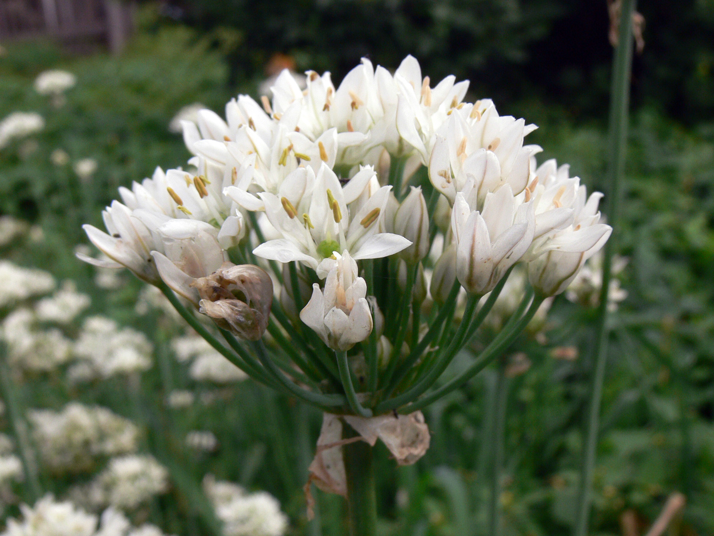 Изображение особи Allium ramosum.