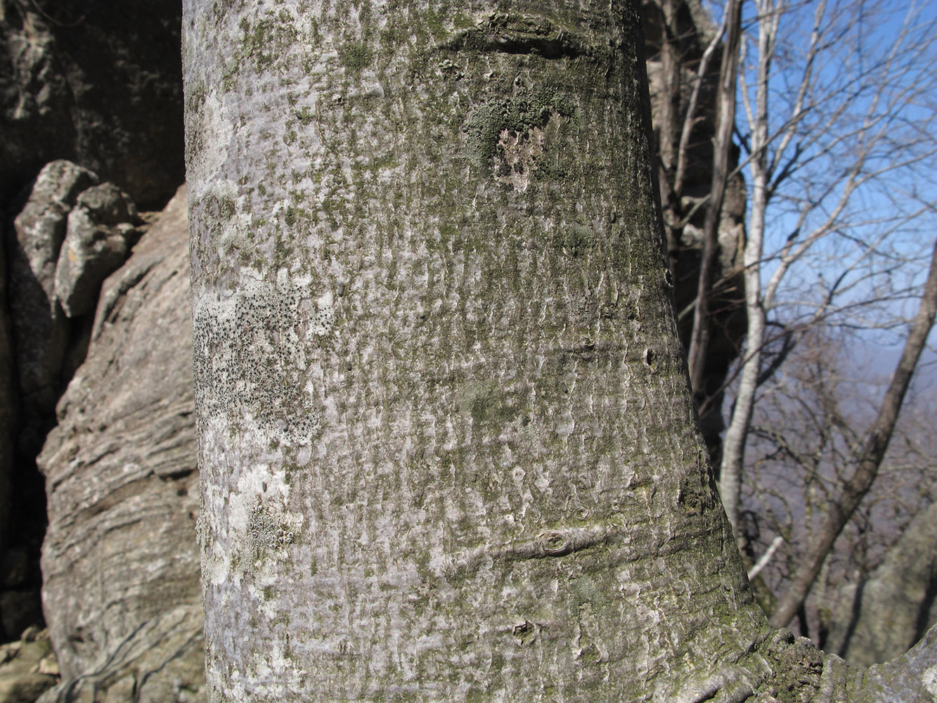 Изображение особи Fagus orientalis.