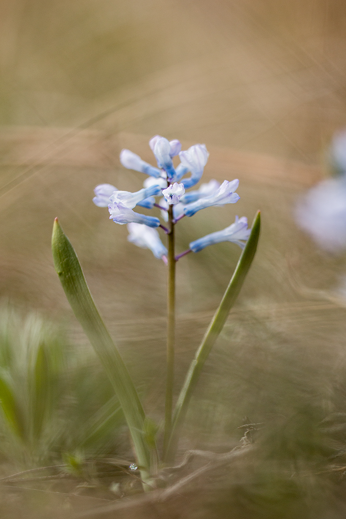 Изображение особи Hyacinthella pallasiana.