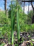 Iris pseudacorus