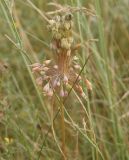 Allium paczoskianum