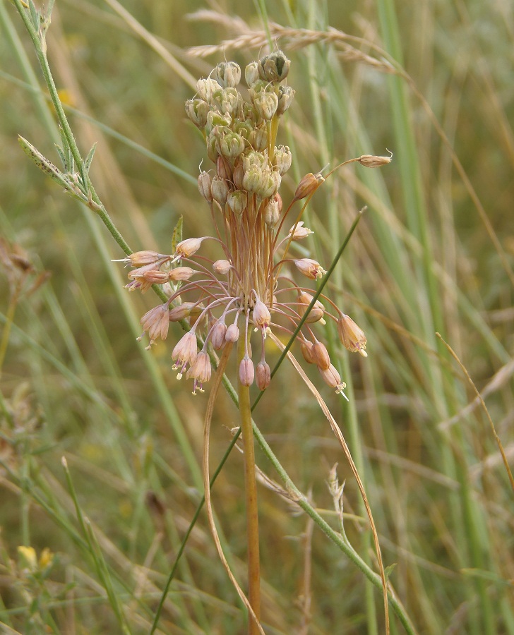 Image of Allium paczoskianum specimen.