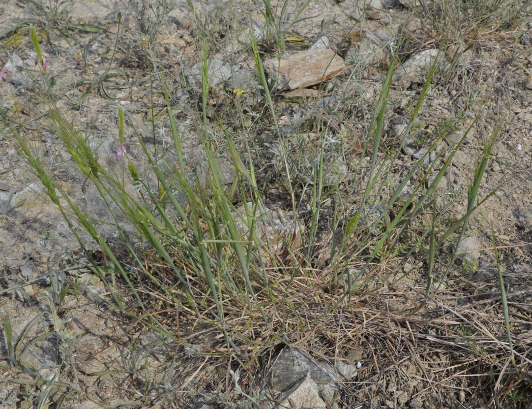 Изображение особи Aegilops triuncialis.