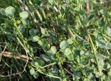 Zygophyllum fabago