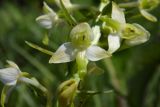 Platanthera &times; hybrida