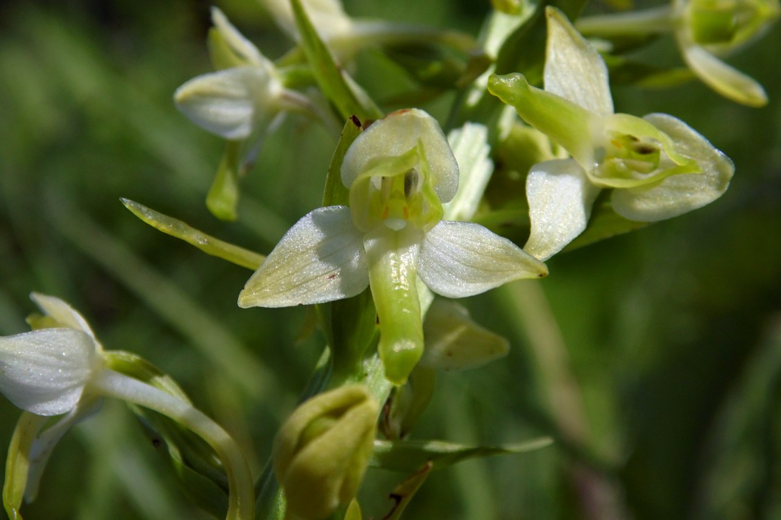 Image of Platanthera &times; hybrida specimen.